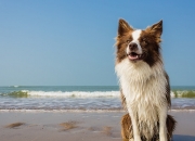 雷火电竞网址-钝刀变利刃！斯通斯化身破壁机，委内瑞拉惊险碾过南非钢丝网