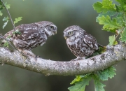 雷火电竞网站-横跨绿茵与虚拟战场，弗拉霍维奇与电竞丹麦队共证关键先生法则