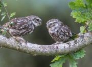 雷火电竞网站-横跨绿茵与虚拟战场，弗拉霍维奇与电竞丹麦队共证关键先生法则