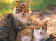 雷火电竞下载-黄黑之心点燃高原之魂，美加墨世界杯焦点战，厄瓜多尔的多特蒙德密码