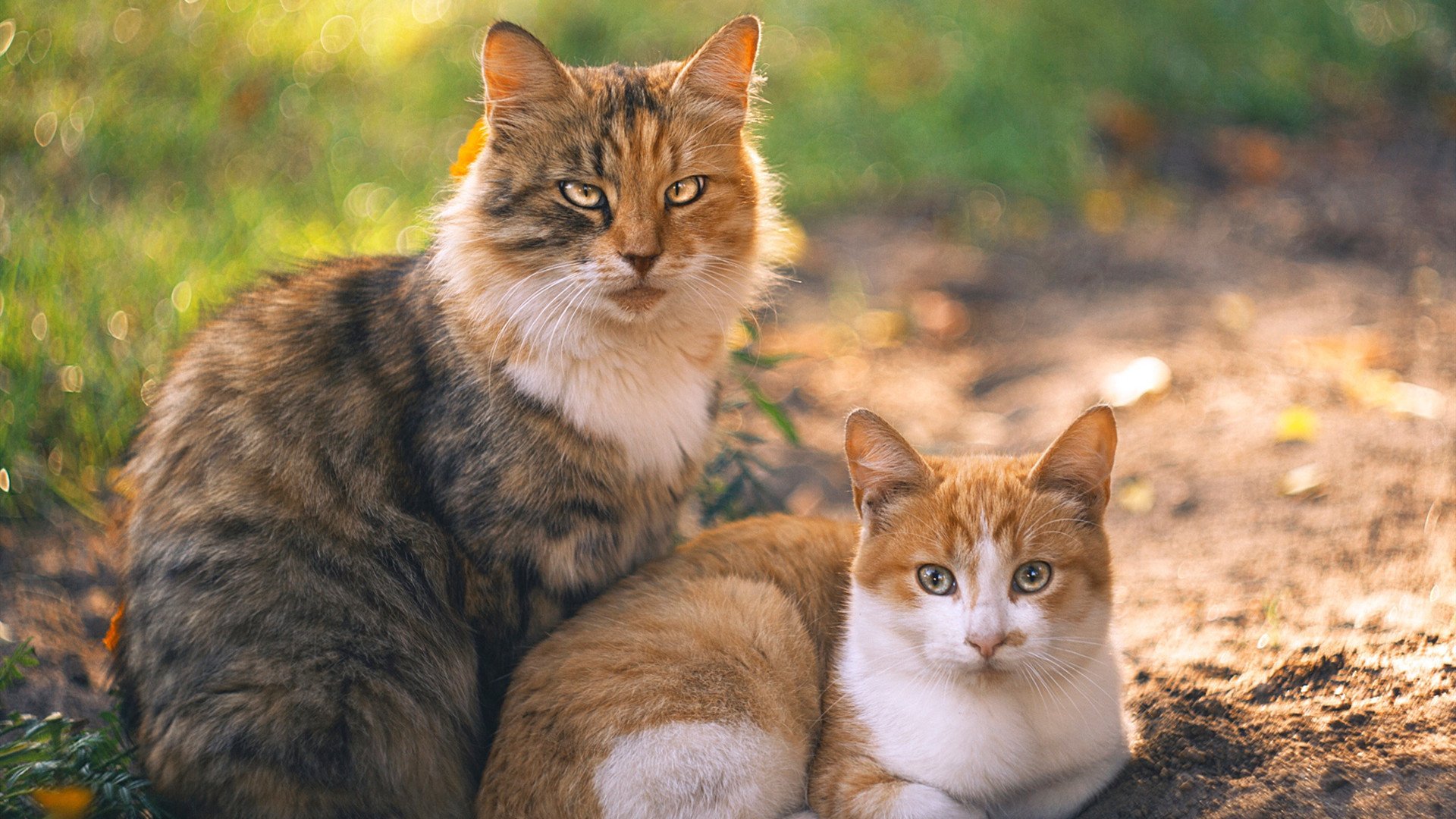 黄黑之心点燃高原之魂，美加墨世界杯焦点战，厄瓜多尔的多特蒙德密码